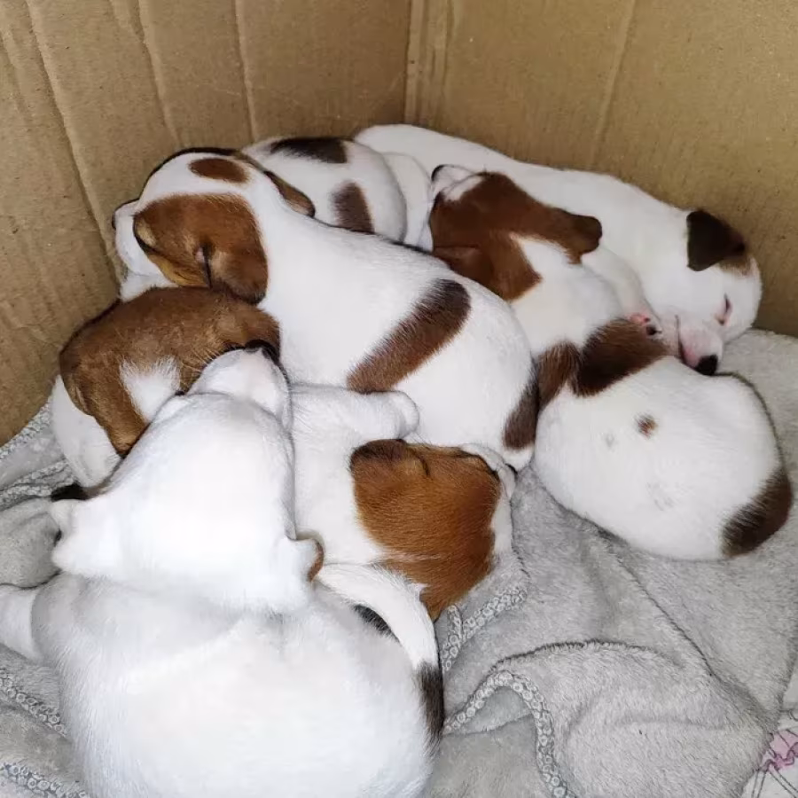 Jack Russell Terrier puppies, 4 boys, 1 girl in New Jersey