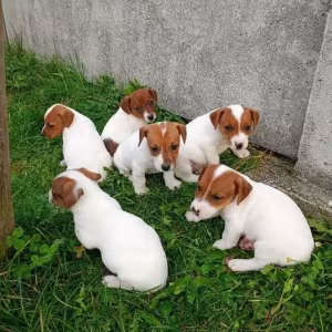 Jack Russell Terrier puppies, 4 boys, 1 girl in New Jersey