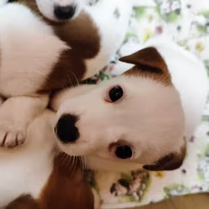 Jack Russell Terrier puppies, 4 boys, 1 girl in New Jersey