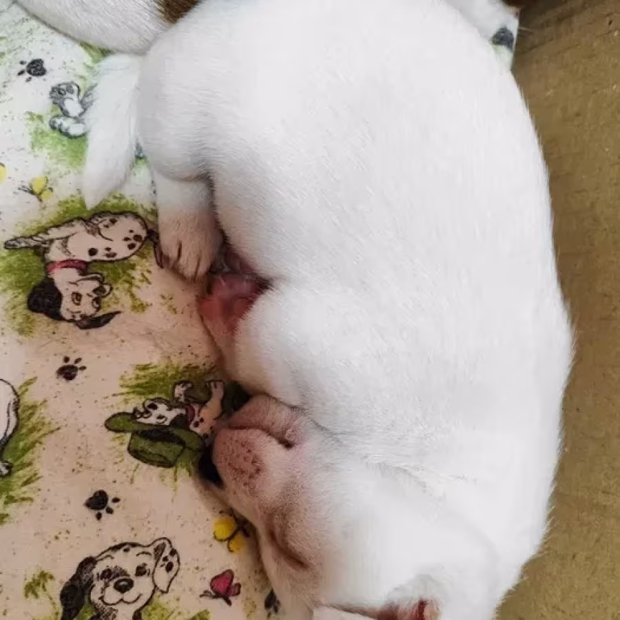 Jack Russell Terrier puppies, 4 boys, 1 girl in New Jersey