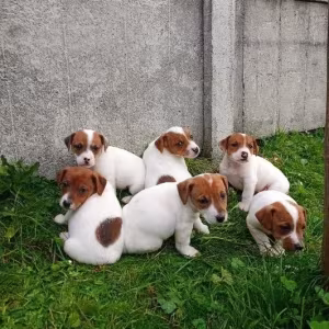 Jack Russell Terrier puppies, 4 boys, 1 girl in New Jersey