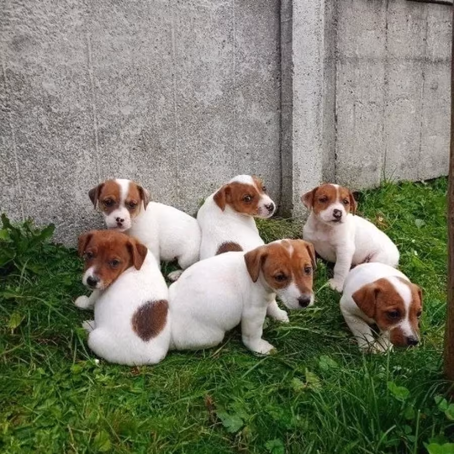 Jack Russell Terrier puppies, 4 boys, 1 girl in New Jersey