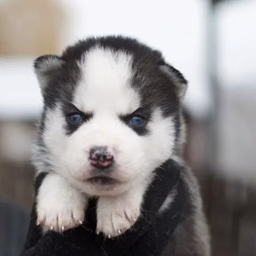 The Siberian husky girl is ready to go home