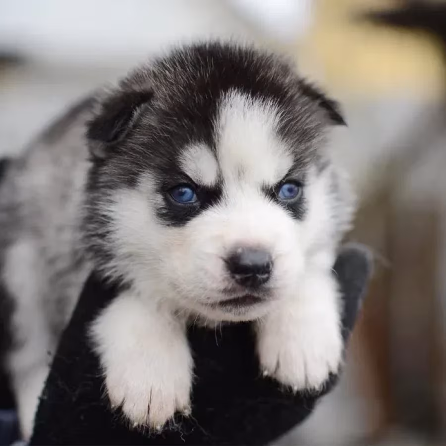 The Siberian husky girl is ready to go home