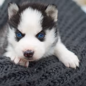 The Siberian husky girl is ready to go home