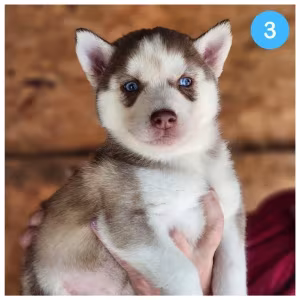 Siberian Husky puppies are looking for a home in Atlanta
