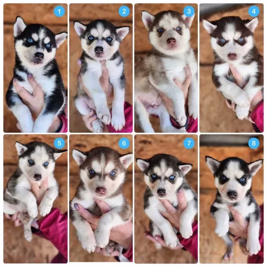 Siberian Husky puppies are looking for a home in Atlanta