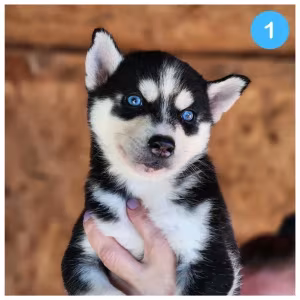 Siberian Husky puppies are looking for a home in Atlanta