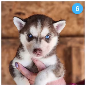 Siberian Husky puppies are looking for a home in Atlanta