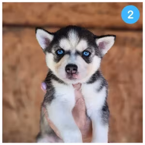 Siberian Husky puppies are looking for a home in Atlanta