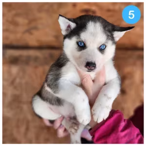 Siberian Husky puppies are looking for a home in Atlanta