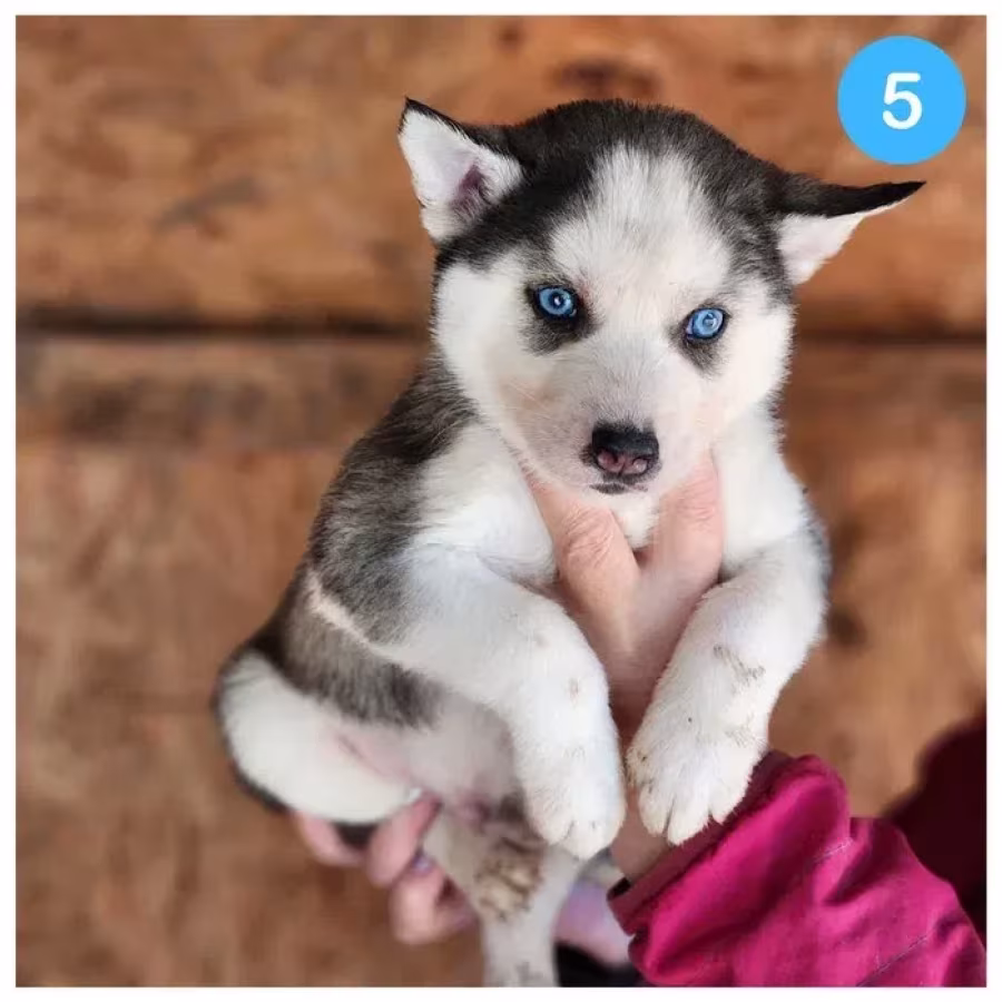 Siberian Husky puppies are looking for a home in Atlanta