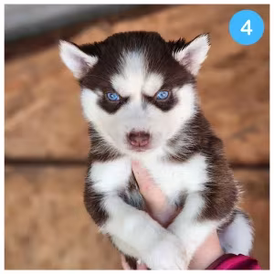 Siberian Husky puppies are looking for a home in Atlanta