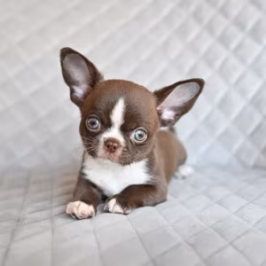 Chocolate Chihuahua boy