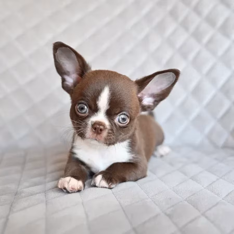 Chocolate Chihuahua boy