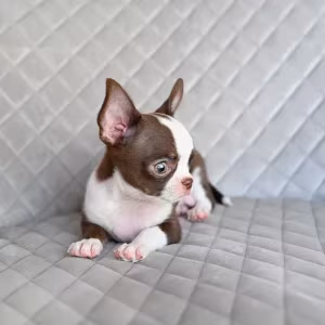 Chocolate Chihuahua boy
