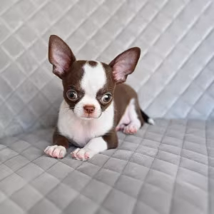 Chocolate Chihuahua boy