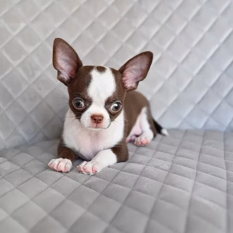 Chocolate Chihuahua boy