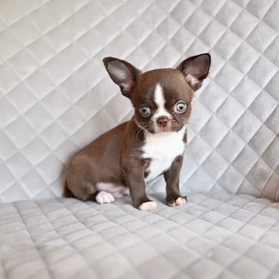 Chocolate Chihuahua boy