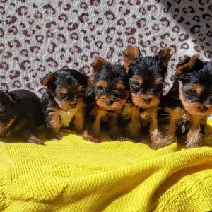 Boys and girls