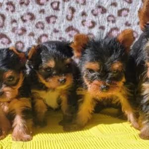 Yorkshire Terrier puppies