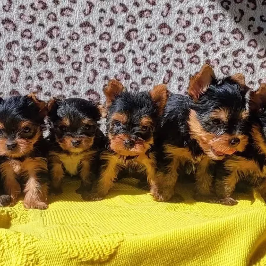 Yorkshire Terrier puppies