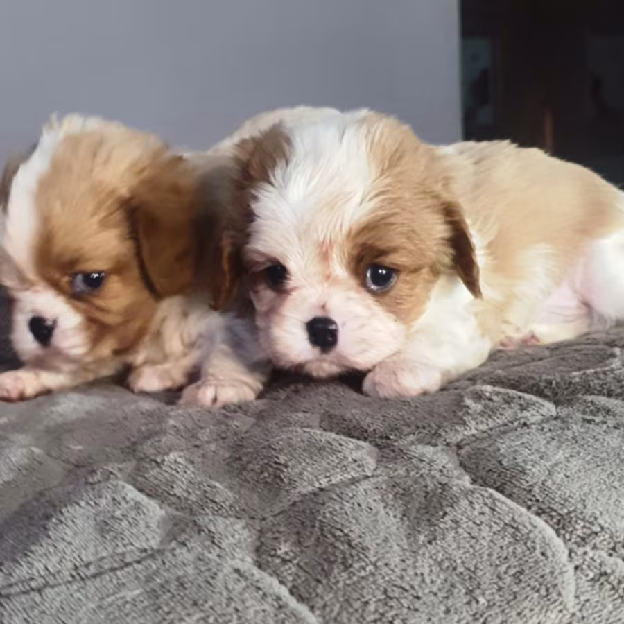Cavalier King Charles Spaniel Puppies, 2 Male Puppies for Sale in W...
