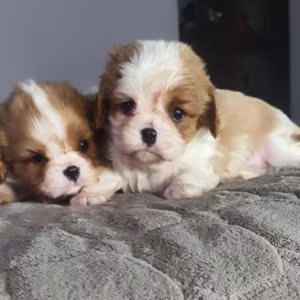 Cavalier King Charles Spaniel Puppies, 2 Male Puppies for Sale in W...