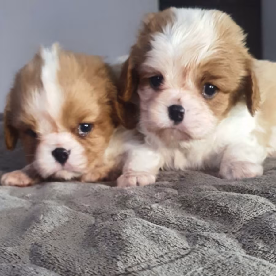 Cavalier King Charles Spaniel Puppies, 2 Male Puppies for Sale in W...