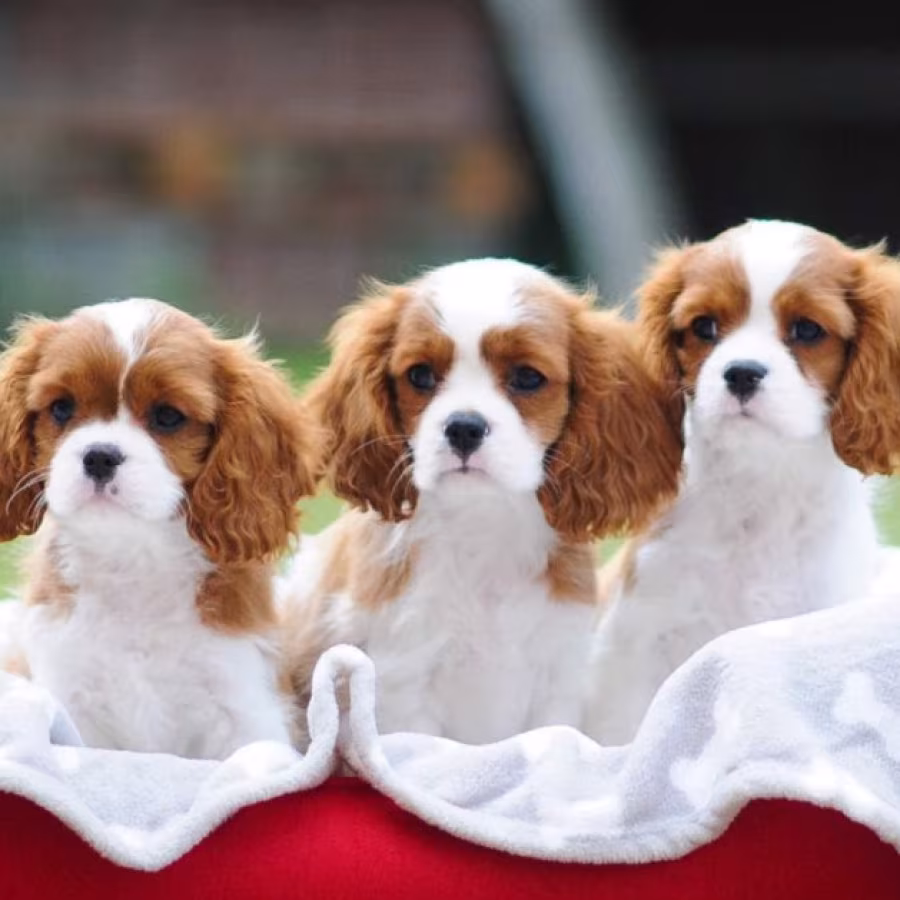 Cavalier King Charles Spaniels for Sale in Miami, FL