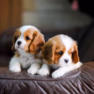 2 Female Cavalier King Charles Spaniels for Sale in Illinois, IL
