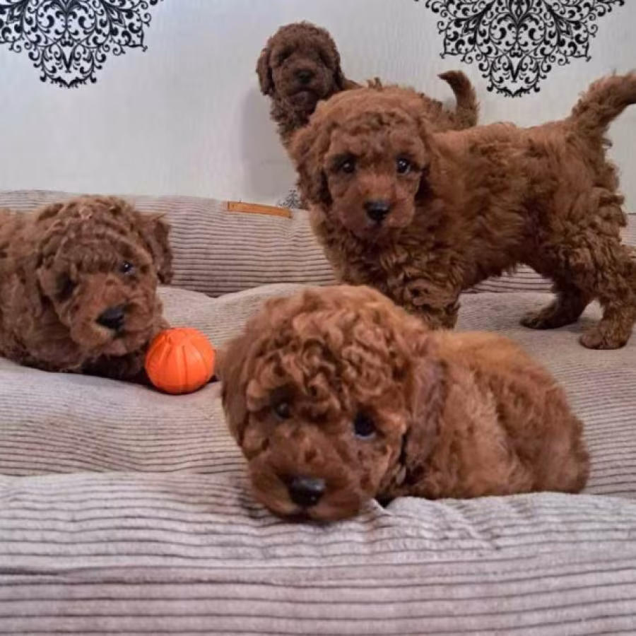 Poodle Puppies for Sale in Miami, FL