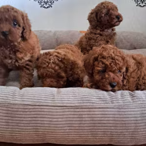 Poodle Puppies for Sale in Miami, FL