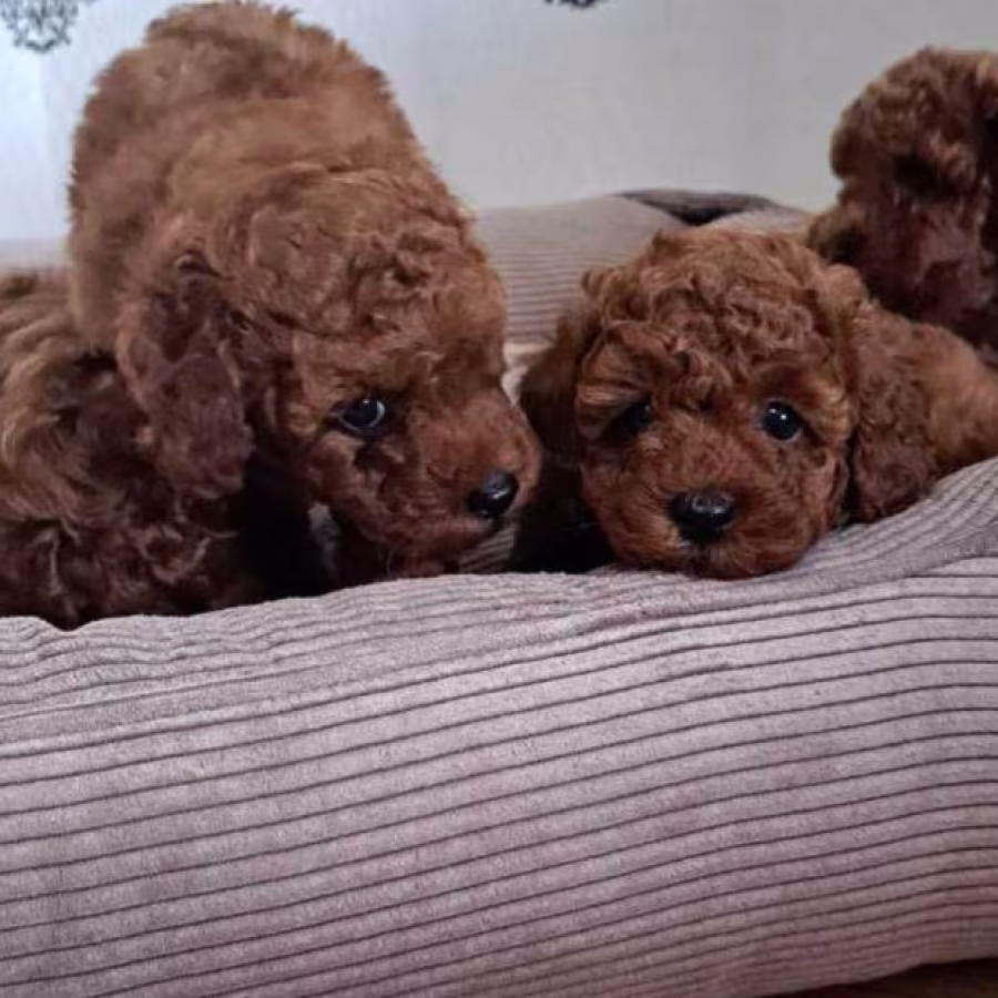 Poodle Puppies for Sale in Miami, FL
