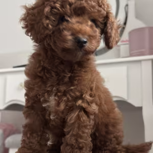 Poodle Puppies for Sale in Detroit, MI