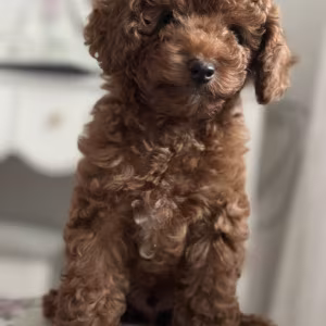 Poodle Puppies for Sale in Detroit, MI