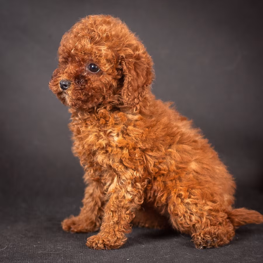 Poodle Puppies from a Private Kennel in Dallas, TX