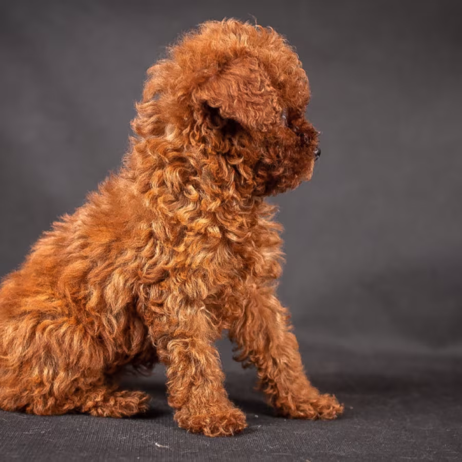 Poodle Puppies from a Private Kennel in Dallas, TX