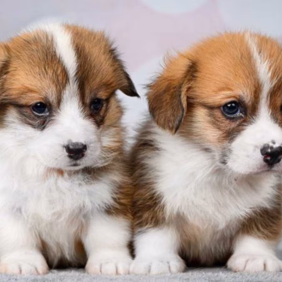 Corgi Puppies, 2 Girls, 2 Boys for Sale