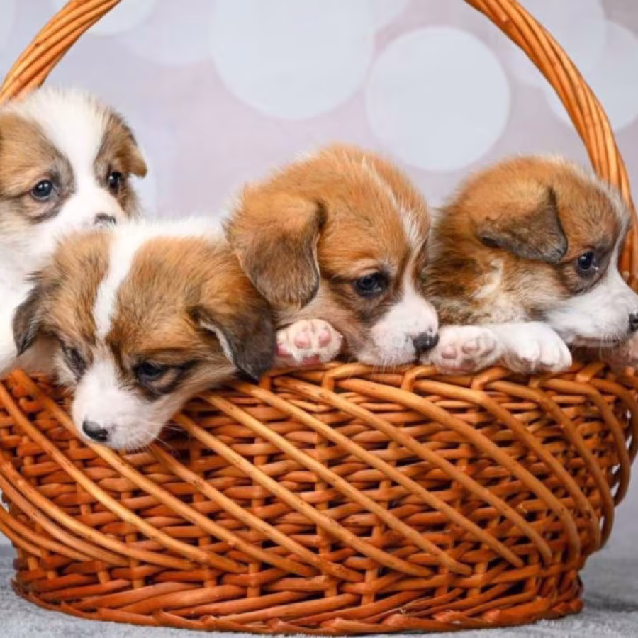 Corgi Puppies, 2 Girls, 2 Boys for Sale