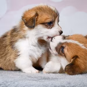 Corgi Puppies, 2 Girls, 2 Boys for Sale
