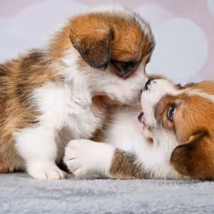 Corgi Puppies, 2 Girls, 2 Boys for Sale