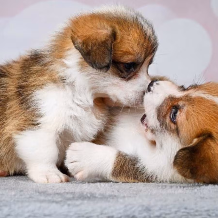 Corgi Puppies, 2 Girls, 2 Boys for Sale