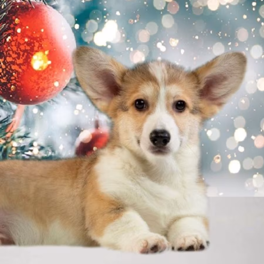 Welsh Corgi Puppies, 2 Boys for Sale