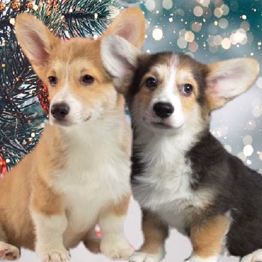 Welsh Corgi Puppies, 2 Boys for Sale