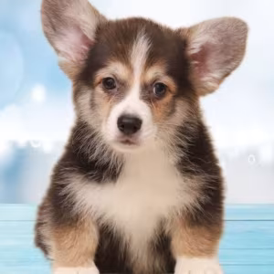 Welsh Corgi Puppies, 2 Boys for Sale