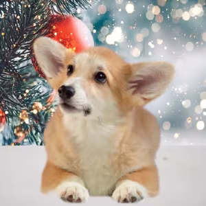 Welsh Corgi Puppies, 2 Boys for Sale