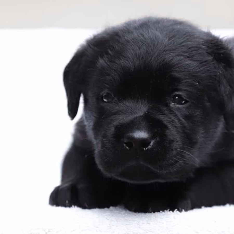 Labrador Retriever Girl Puppy for Sale in Austin, TX