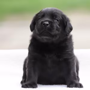 Labrador Retriever Girl Puppy for Sale in Austin, TX