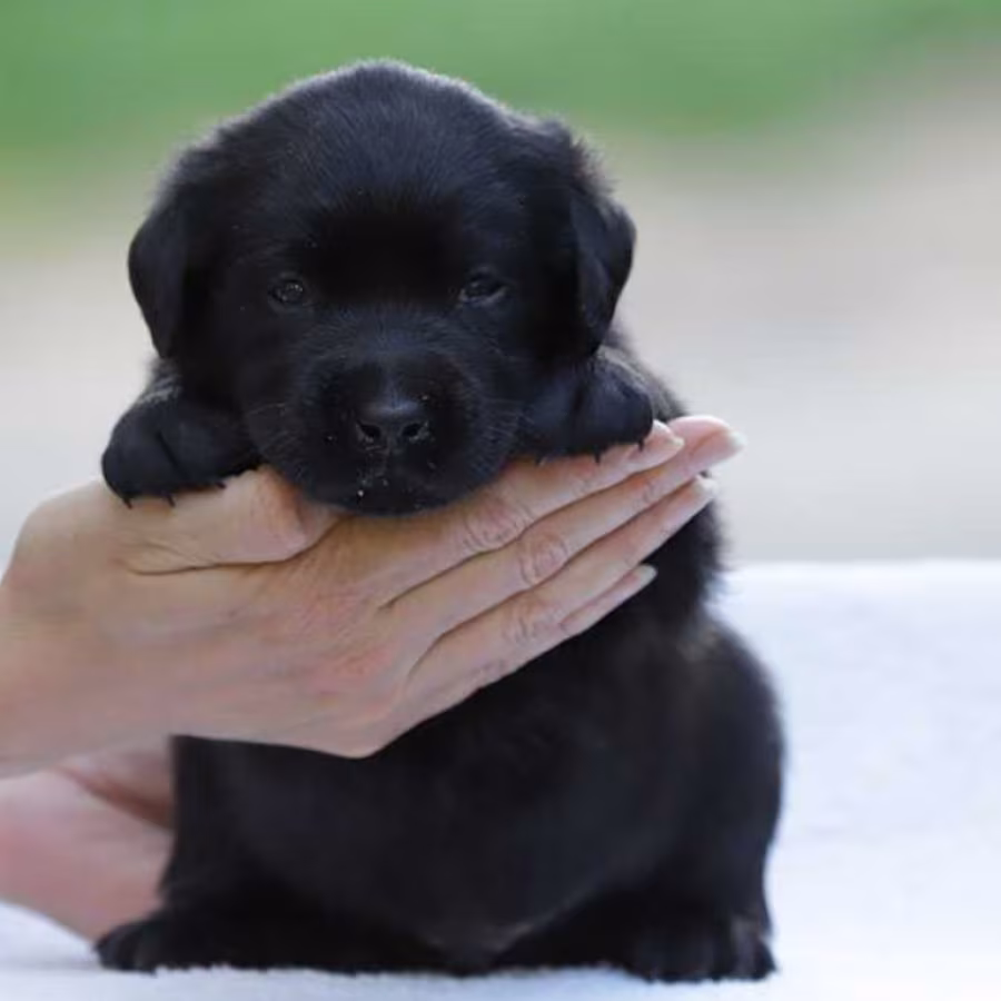 Labrador Retriever Girl Puppy for Sale in Austin, TX